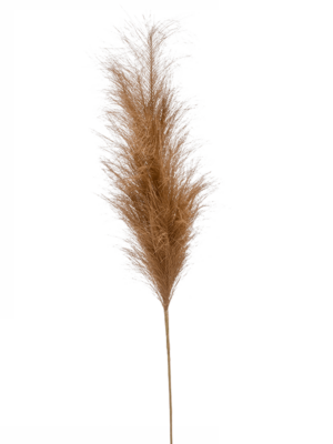 Branch Brown