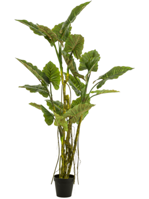 Branched