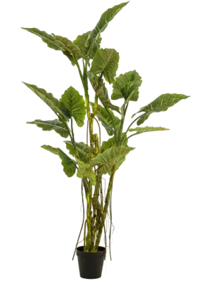 Branched