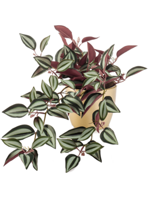 Bush Green/Burgundy