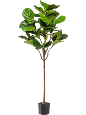 Branched