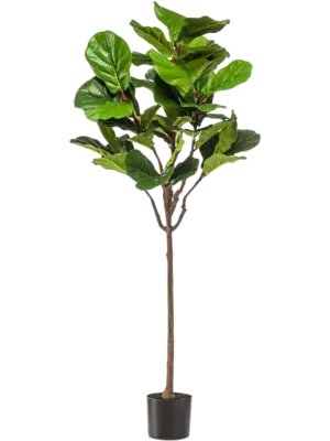 Ficus Lyrata