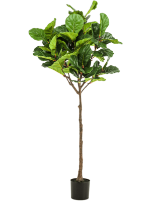 Branched
