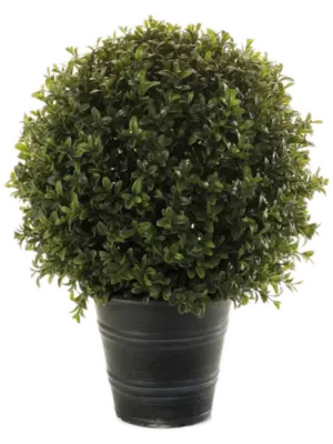 In Plastic Pot (UV)
