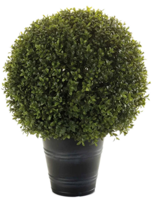 In Plastic Pot (UV)
