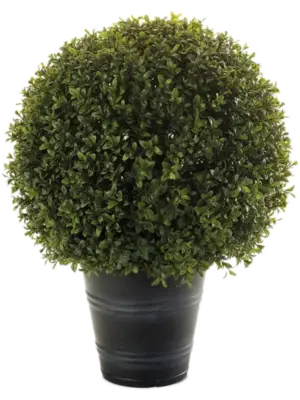 In Plastic Pot (UV)