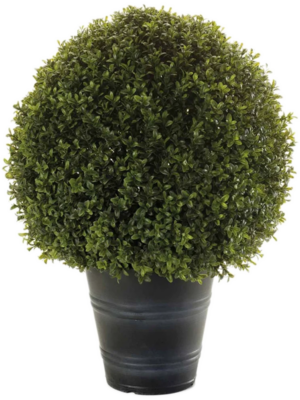 In Plastic Pot (UV)