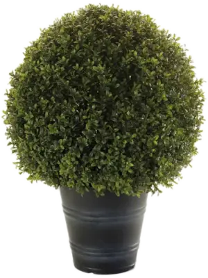In Plastic Pot (UV)