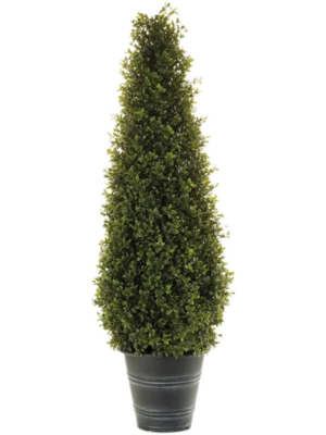 In Plastic Pot (UV)