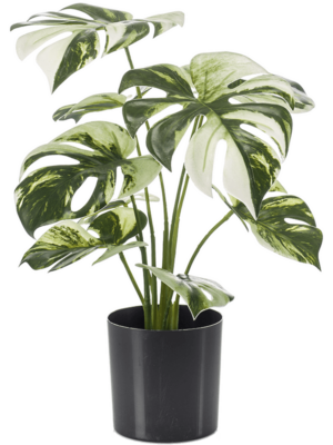Bush Green/White
