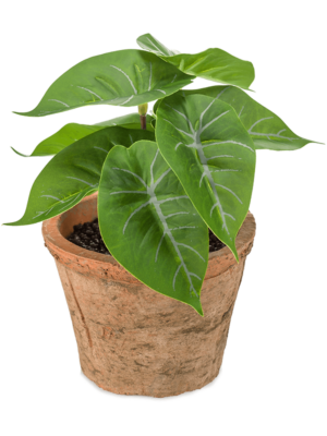 Bush in pot