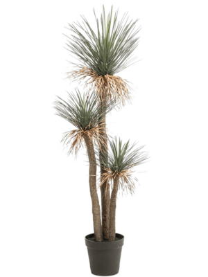 Grass Tree x3 In Pot (2 Teile)