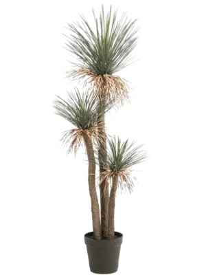 Grass Tree x3 In Pot (2 Teile)