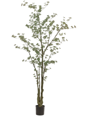 Verzweigt