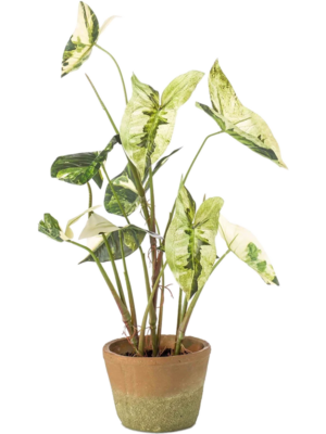 Green/White (In Pot)