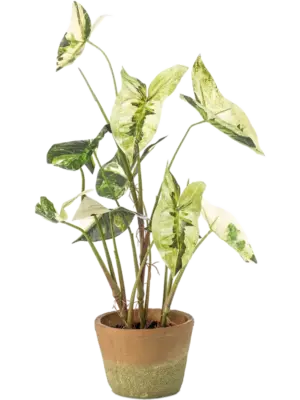 Green/White (In Pot)