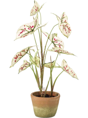 Cream/Red (In Pot)