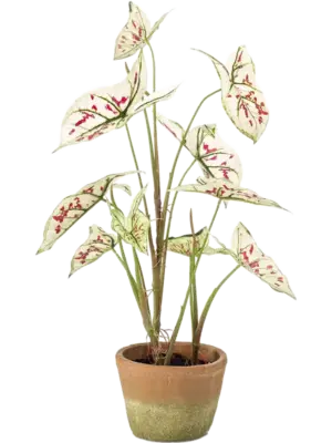 Cream/Red (In Pot)
