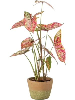Red/Green (In Pot)