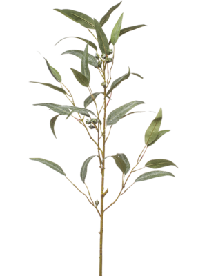 Branch