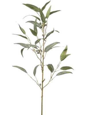Branch