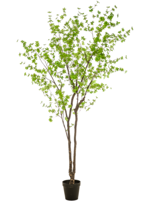 Branched