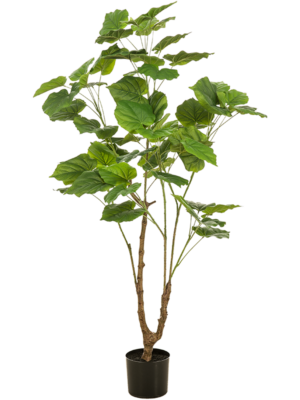 Branched