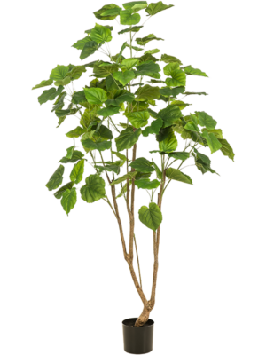 Branched