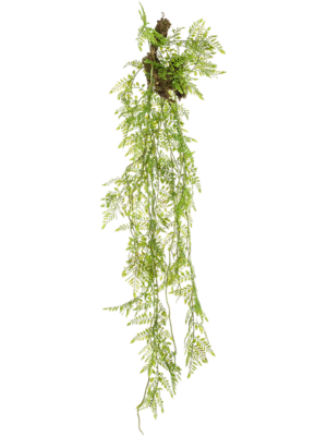Hanging Bush