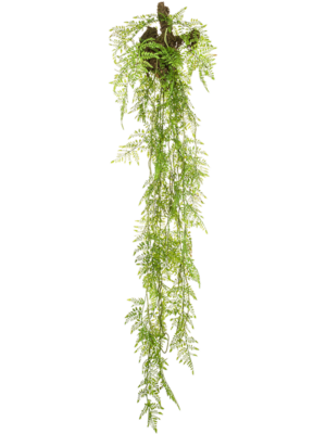 Hanging Bush