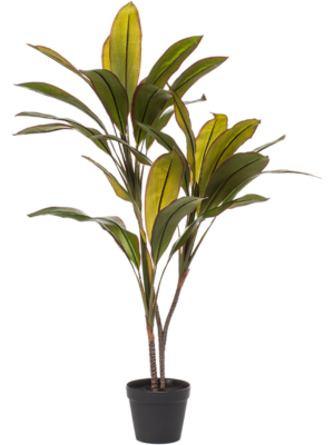 Branched