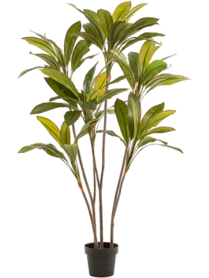 Branched