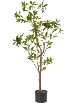 Branched