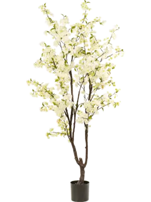 Verzweigt White