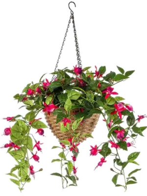Fuchsia Hanging Basket (UV)