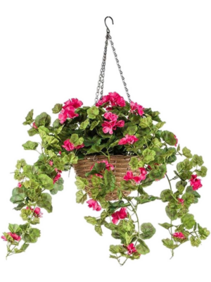 Fuchsia Hanging Basket (UV)