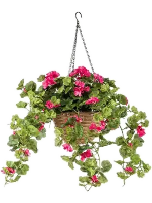 Fuchsia Hanging Basket (UV)