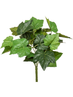 Bush