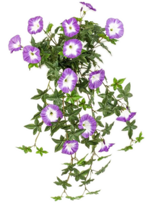 Purple Hanging Bush (UV)