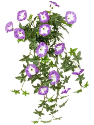 Purple Hanging Bush (UV)