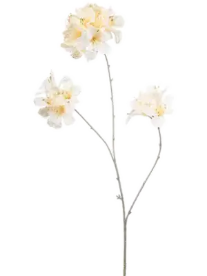 Cream