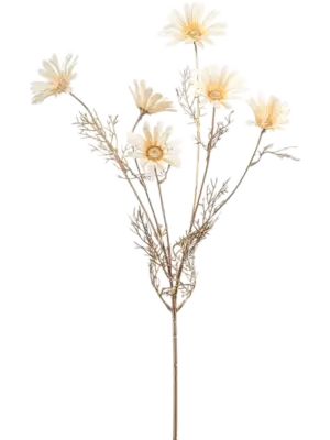 Cream