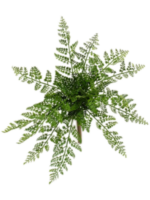 Bush (12 lvs. FR)