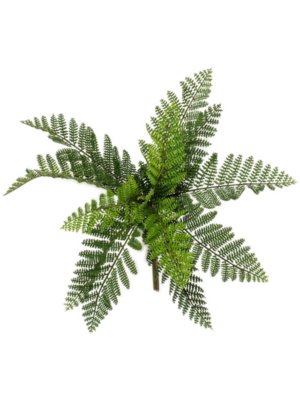 Bush (12 lvs. FR)