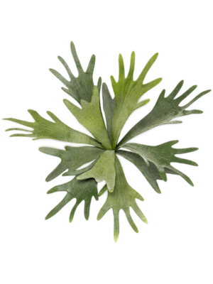 Bush (FR)