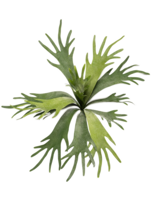 Bush (FR)