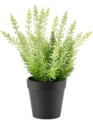 White In Plastic Pot (UV)