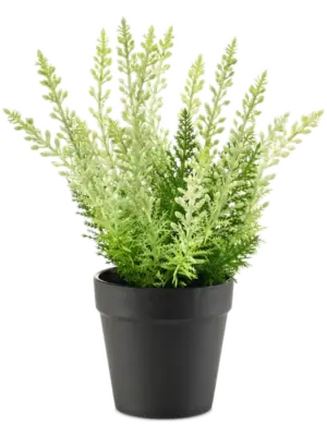 White In Plastic Pot (UV)