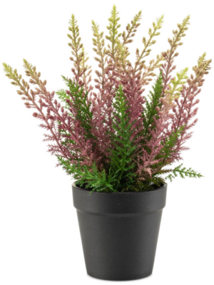 Purple In Plastic Pot (UV)
