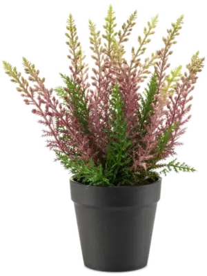 Purple In Plastic Pot (UV)